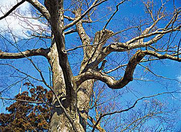 《班卓熊大冒险》MOD让班卓熊来到风之杖海拉尔